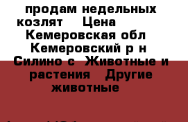 продам недельных козлят  › Цена ­ 1 000 - Кемеровская обл., Кемеровский р-н, Силино с. Животные и растения » Другие животные   